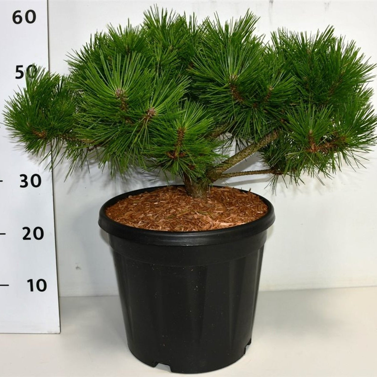 Svarttall – Pinus densiflora 'Low Glow' - C13 40-50 cm.